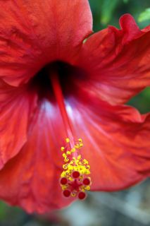 GC-Jardin Botanico Viera 2019-05.JPG
